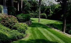 a lush green lawn surrounded by trees and bushes