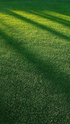 the shadow of two trees on top of green grass