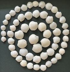 a group of white shells sitting on top of a black table next to each other