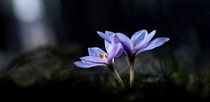 two purple flowers in the middle of some green mossy ground with trees in the background