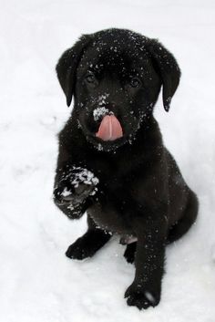 a black dog sitting in the snow with its tongue out