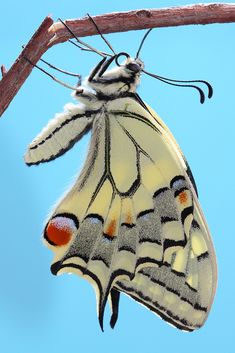 a large white butterfly hanging upside down on a tree branch with blue sky in the background