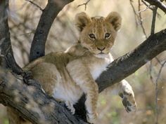 a lion cub sitting on top of a tree branch