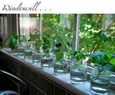 there are many glass vases with plants in them