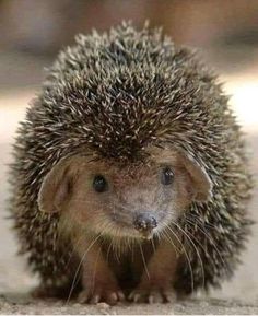 a small hedgehog is standing on the ground