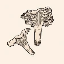 a drawing of two mushrooms on a white background with the caption's name below it