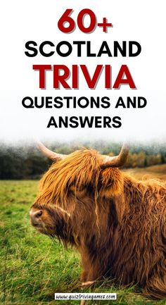 a brown cow with long horns and the words scotland trivia questions and answers on it