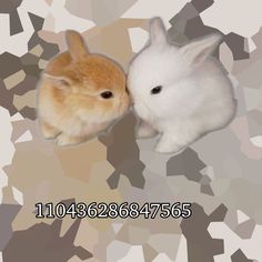 two small white and brown rabbits with their heads touching each other's foreheads