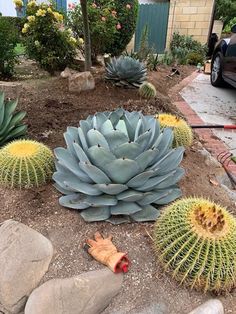 an assortment of cactus's in a garden next to a car parked on the street