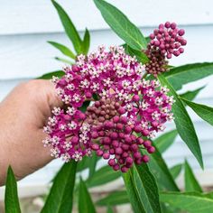 a hand holding a bunch of purple and white flowers