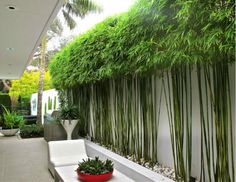 an outdoor living area with plants on the wall