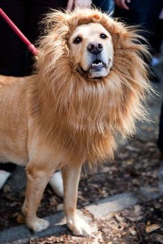 a dog with a lion mane on it's head is being walked by people