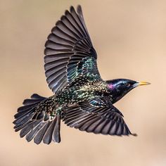 a small bird flying through the air with it's wings spread