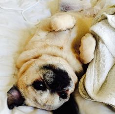 a small dog laying on top of a bed next to a stuffed animal teddy bear