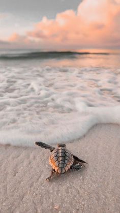 a baby turtle crawling on the beach at sunset