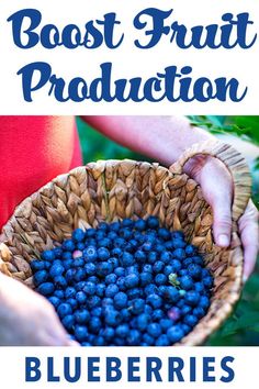 blueberries in a basket with text overlay that reads, the best fruit production