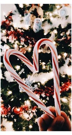 someone holding up two candy canes in front of a christmas tree