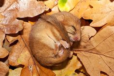 a small rodent sleeping on top of leaves