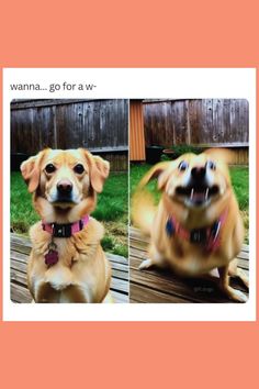 two pictures of a dog sitting on top of a wooden bench next to each other