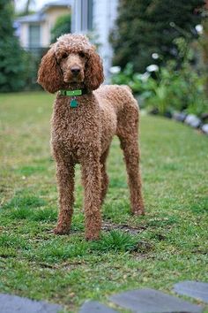 a brown poodle standing on top of a lush green grass covered field next to a house