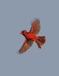 a red bird is flying in the sky