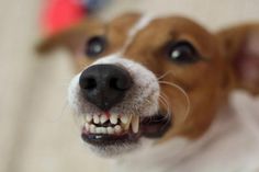 a brown and white dog with it's mouth open showing teeth that are missing