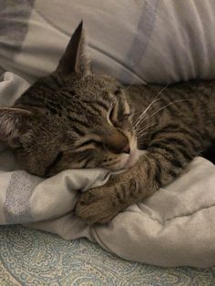 a cat sleeping on top of a bed covered in blankets