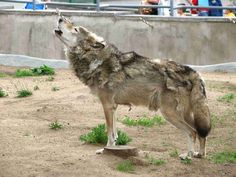 a wolf standing on top of a dirt field next to a crowd at a zoo