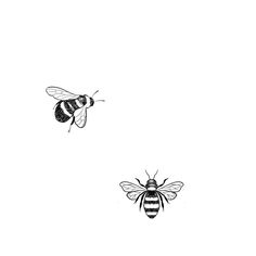 two bees flying side by side in the air