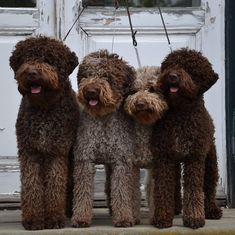 three brown poodles standing next to each other in front of a white door