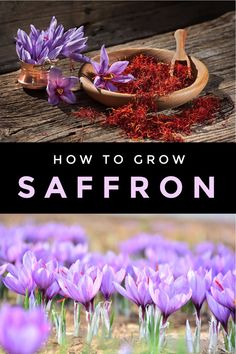 how to grow saffron seeds in the garden with text overlay that reads, how to grow saffron