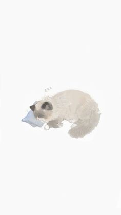 a white cat laying on top of a piece of paper