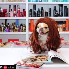 Chloe The Mini Frenchie is looking fabulous in our Luscious Layers #wig, don't you think?  #Repost Allure ・・・ When you know you're having a good hair day and also reading your favorite mag.  (That's @chloetheminifrenchie, and she's fabulous.) Layers Wig, Good Hair, Good Hair Day, When You Know, Cuteness Overload, Hair Day, You Think, Chloe, Cool Hairstyles