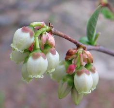 some white flowers on a tree branch with green leaves