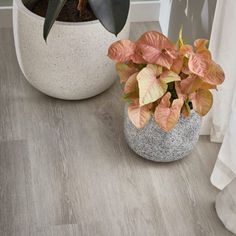 a potted plant sitting on top of a wooden floor