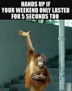 an orangutan hanging from a pole with its hand up in the air and text reads, hands up if your weekend only tasted for 5 seconds too