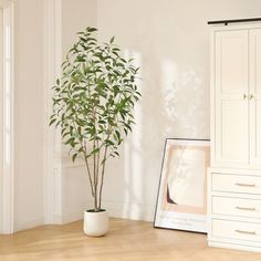 a potted plant sitting on top of a wooden floor next to a white cabinet