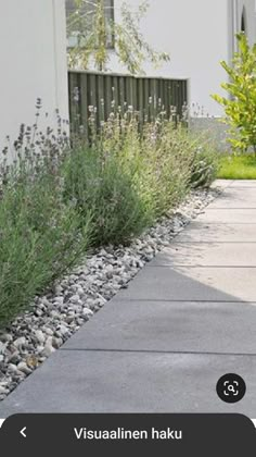 an image of a sidewalk with plants and rocks in the foreground, along side a house