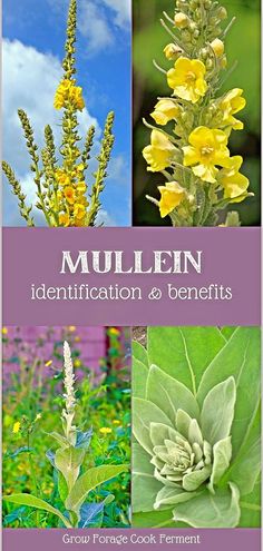 the cover of mullein identification and benefits, with pictures of flowers in different colors