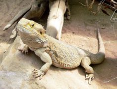 a bearded dragon sits on top of a rock