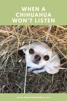 a small white dog laying in the grass with its head sticking out from under some hay