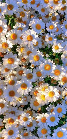 many white and yellow flowers are growing together