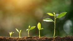 small green plants sprouting from the soil in front of sunlight shining on them