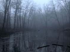 a body of water surrounded by trees on a foggy day