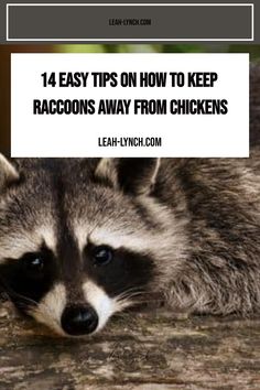 Use these tips and tricks to help you keep raccoons away from chickens. Learn how to protect your flock from predators. How To Protect Chickens From Predators