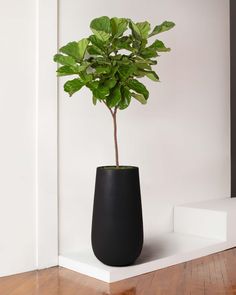 a potted plant sitting on top of a wooden floor next to a white wall