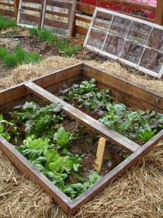 an open wooden box filled with lots of green plants next to a red truck in the background