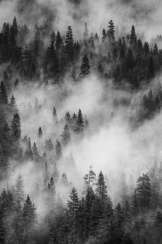 black and white photograph of trees in the foggy mountains with pine trees on each side