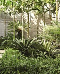 an outdoor area with lots of trees and plants