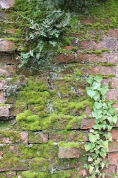 an old brick wall with moss growing on it and some plants growing up the side